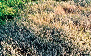 эрика травяная Спрингвуд Уайт erica carnea Springwood White